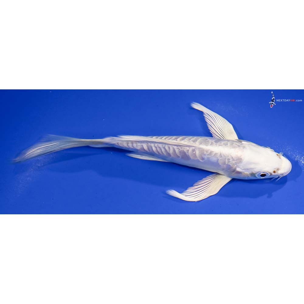 6.5” Imported Doitsu Platinum Ogon Butterfly Koi