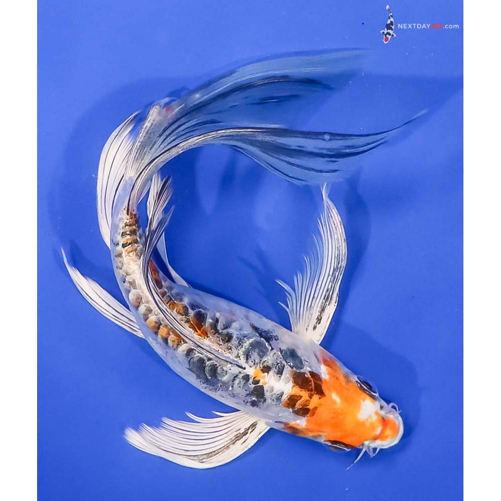 7.5” Imported Kin Kikokuryu Butterfly Koi