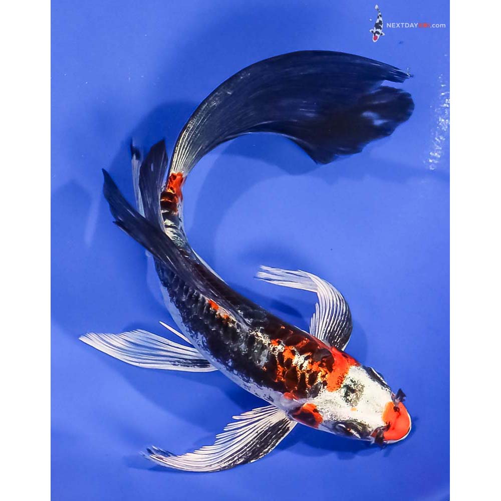 7.5” Imported Kin Kikokuryu Butterfly Koi