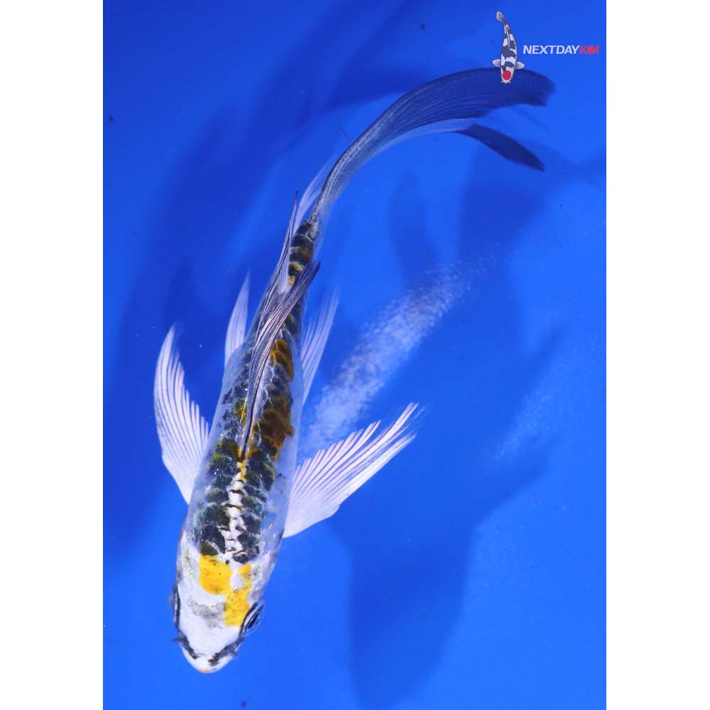 4.5” Imported Doitsu Kujaku Butterfly Koi