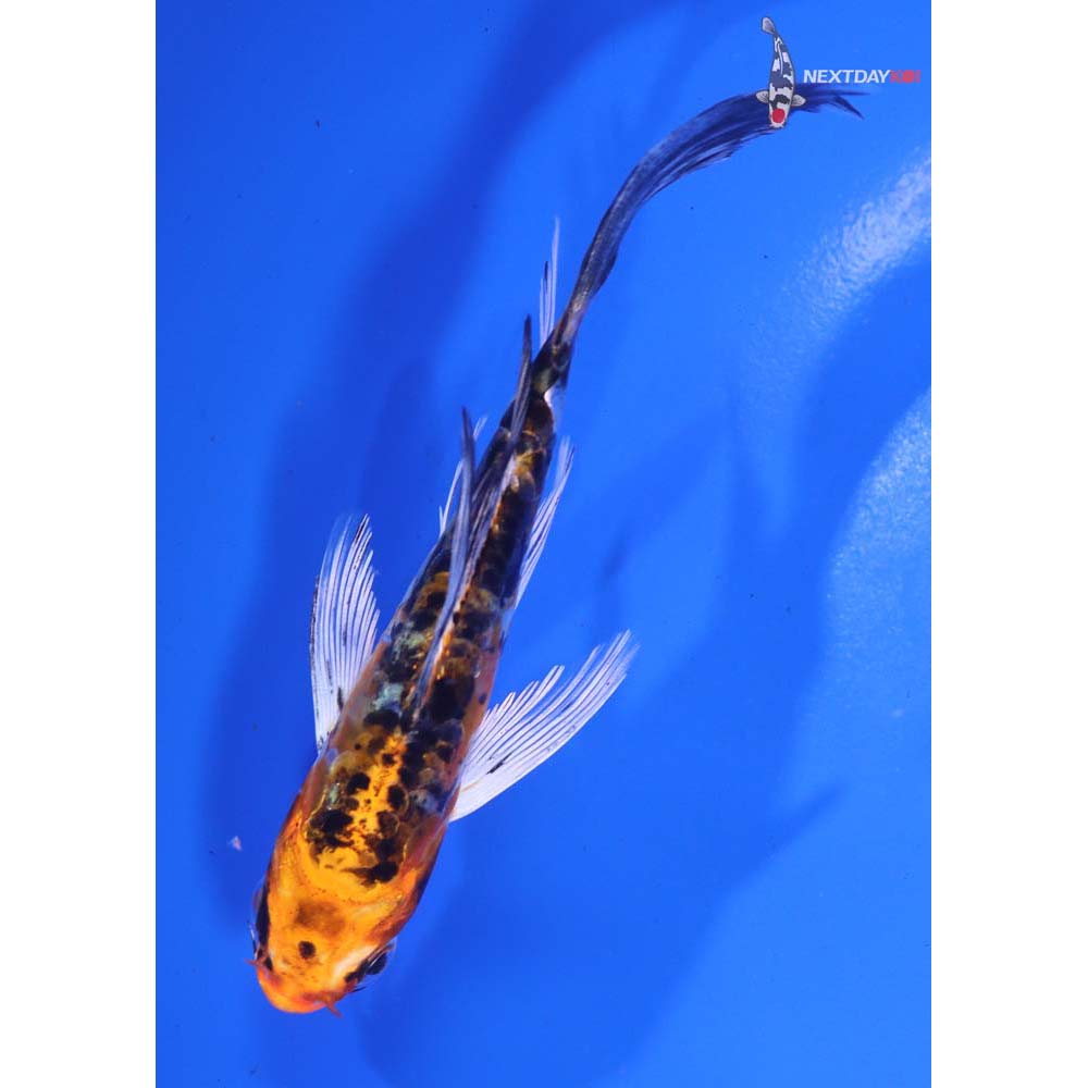4.5” Imported Heisei Nishiki Butterfly Koi