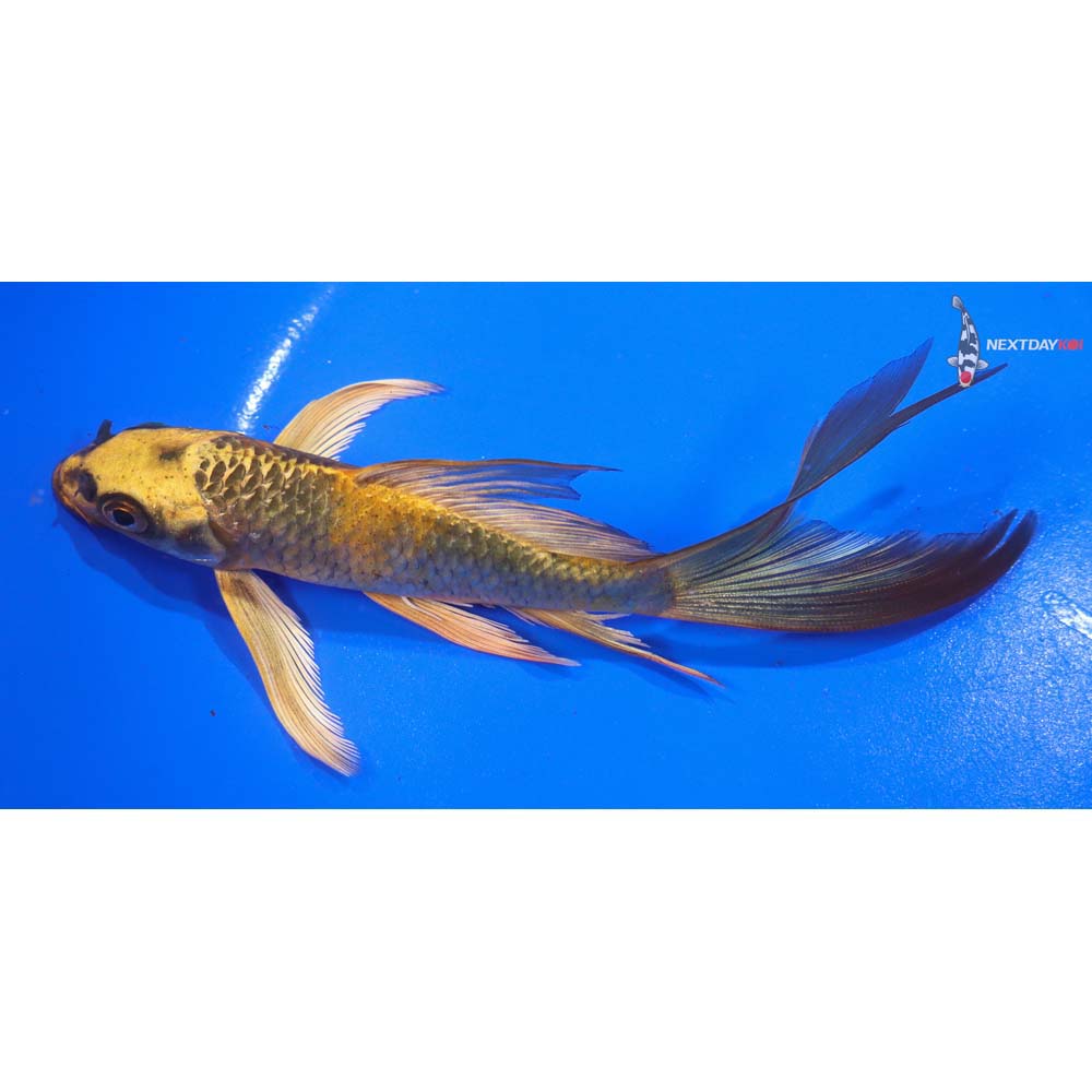6” Imported Kin Ki Utsuri Butterfly Koi