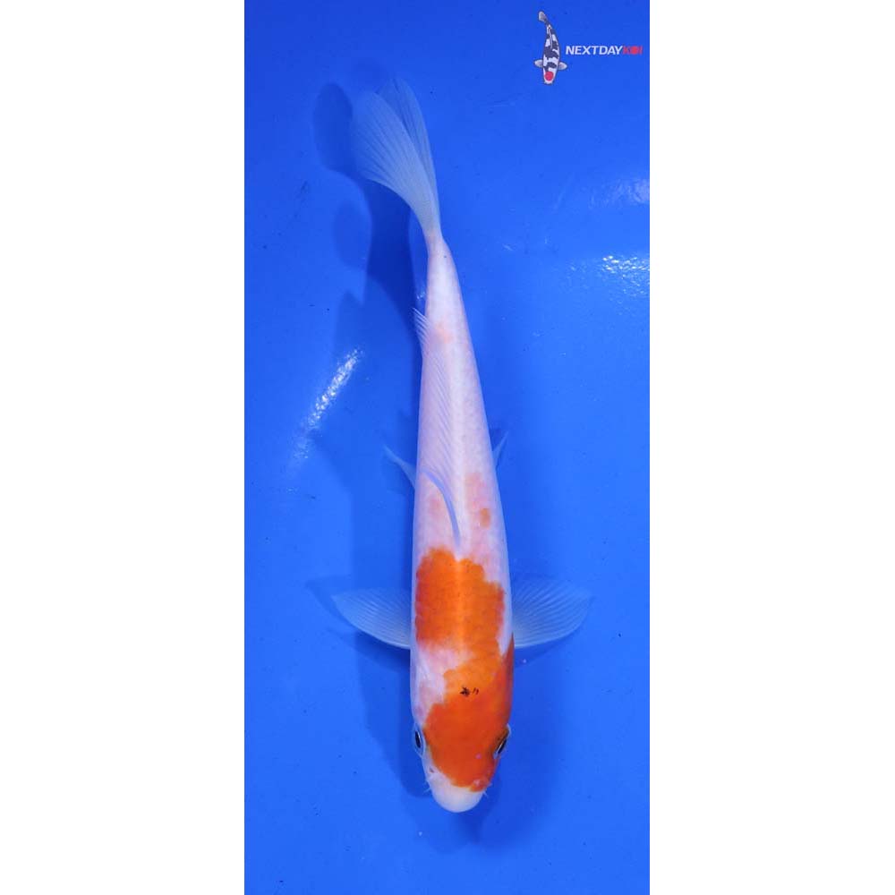 5.5” Imported Sanke