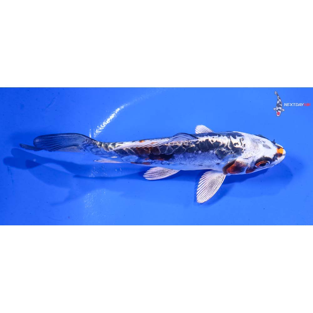 5” Imported Doitsu Kujaku