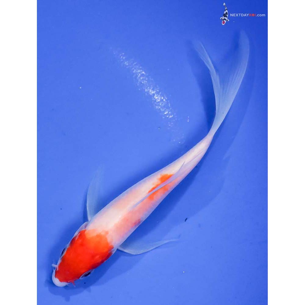 4.5” Imported Kohaku Butterfly Koi