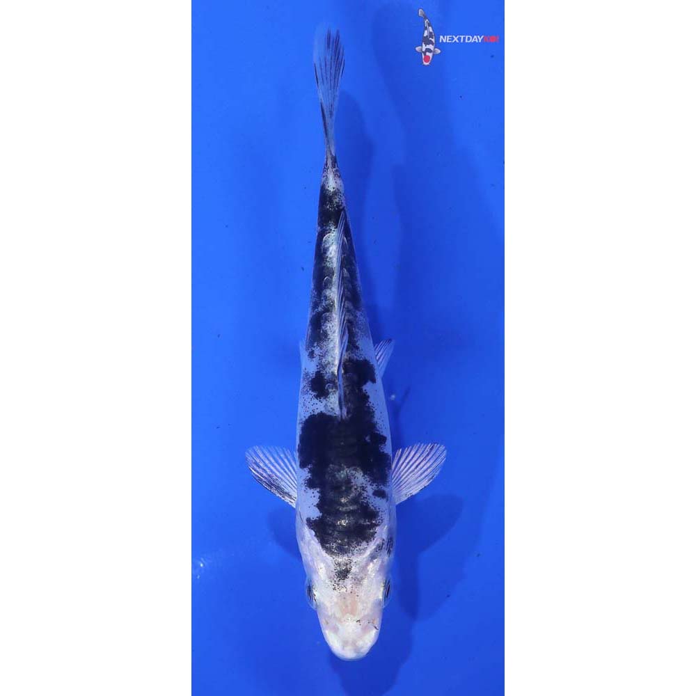 4” Imported Doitsu Gin Shiro Bekko