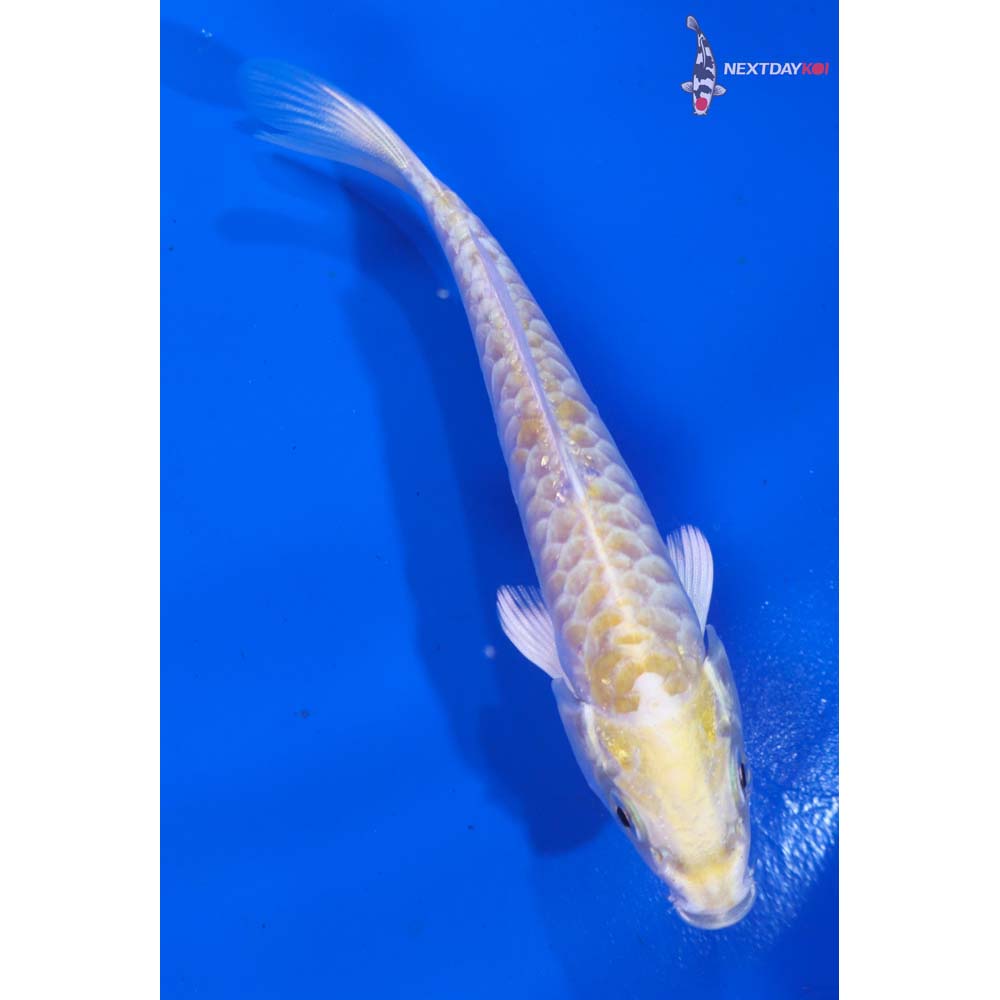 4” Imported Armor Scaled Lemon Hariwake