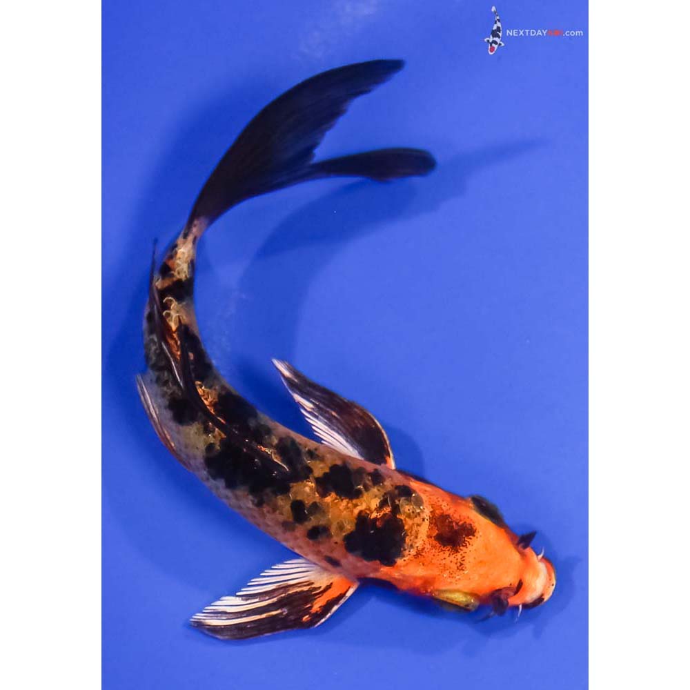 5.5” Imported Kin Aka Bekko Butterfly Koi