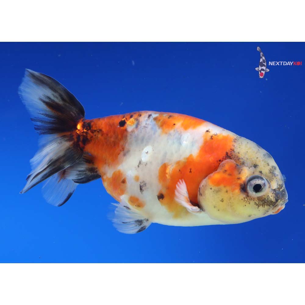 3.5” Imported Male Calico Ranchu