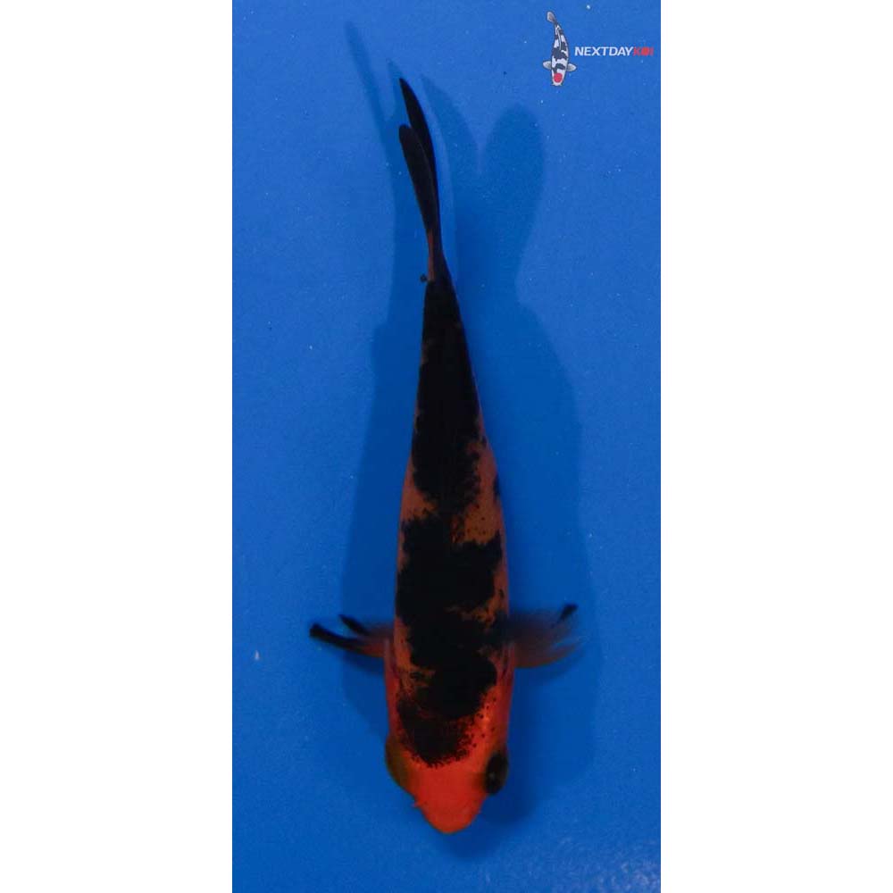 3” Imported Aka Bekko