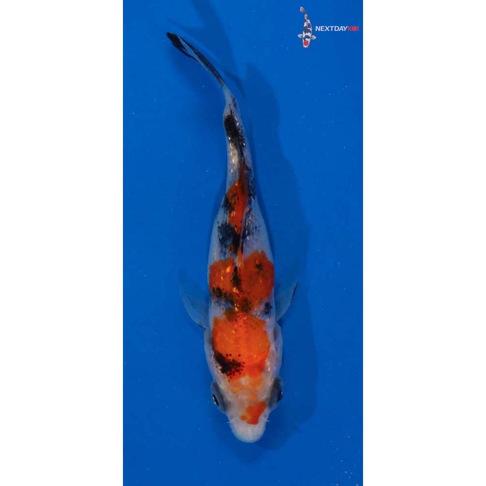 2.5” Imported Gin Rin Sanke
