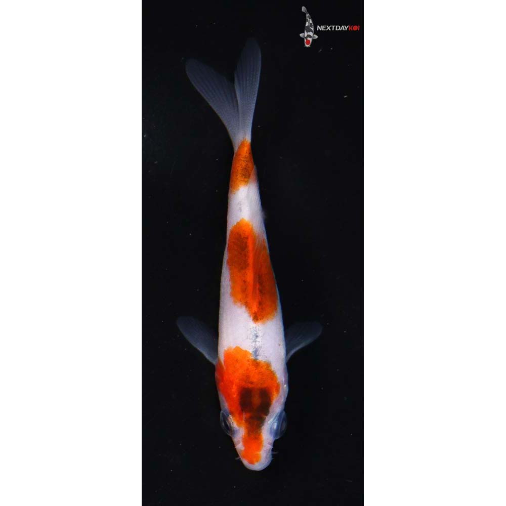 3” Imported Goromo