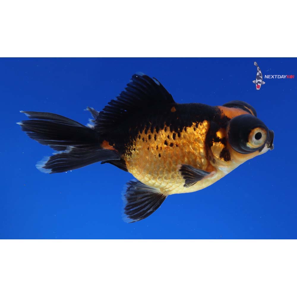 3.5” Imported Red and Black Telescope Fantail