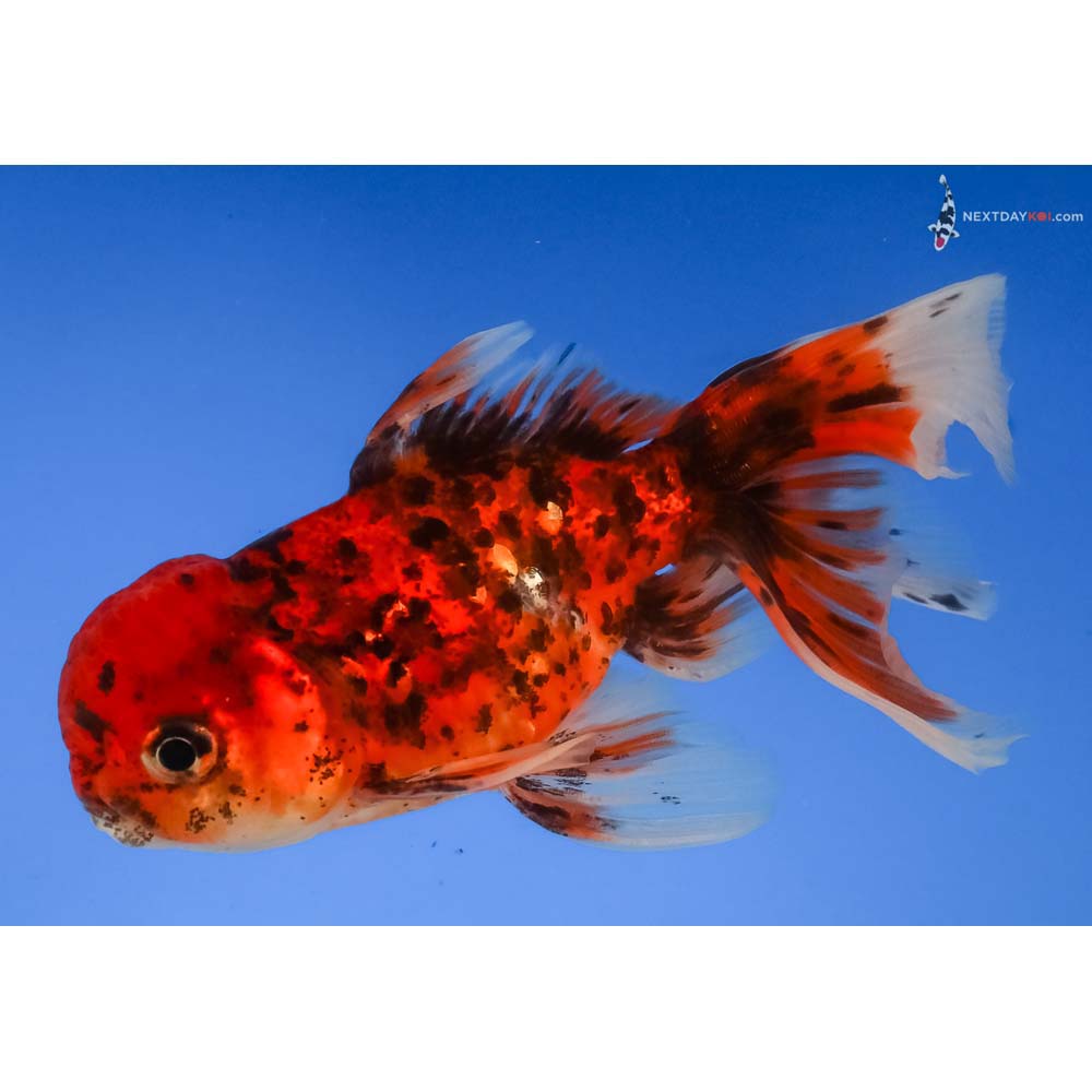 4” Imported Calico Oranda