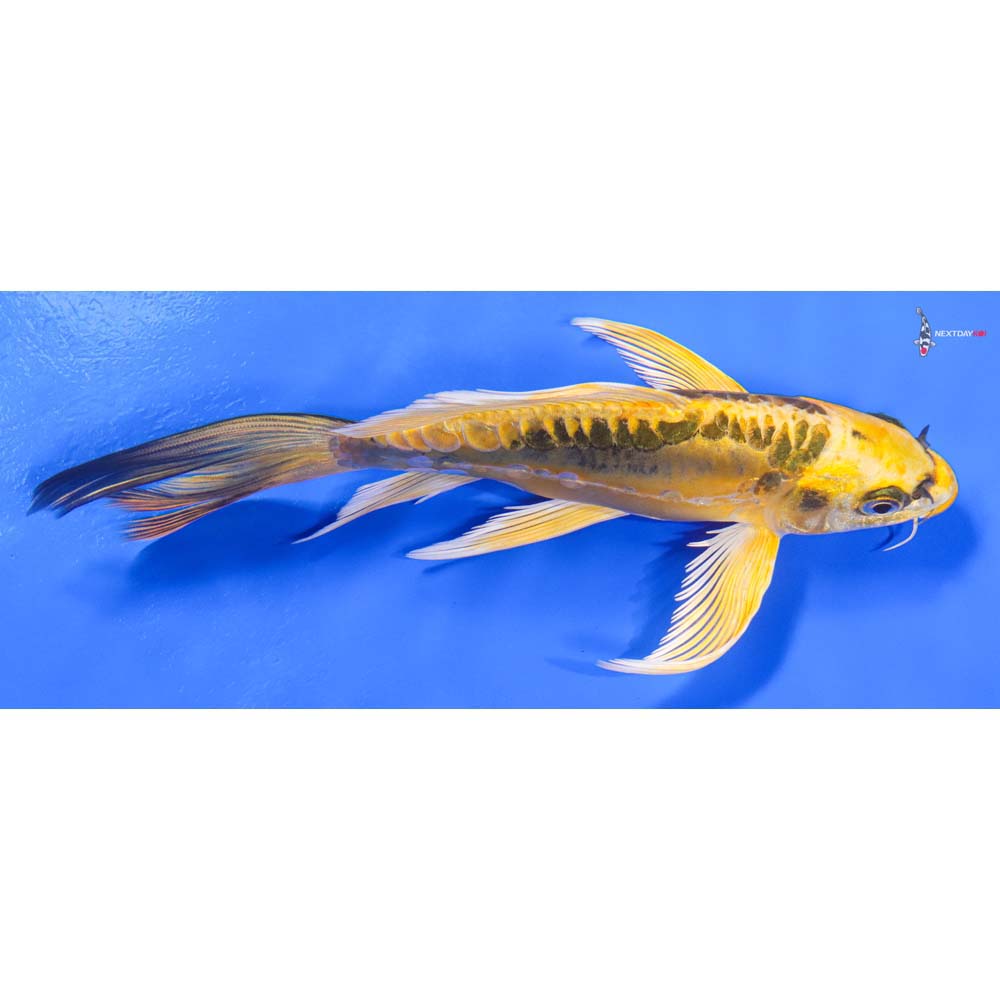 7” Imported Doitsu Ki Matsuba Butterfly Koi