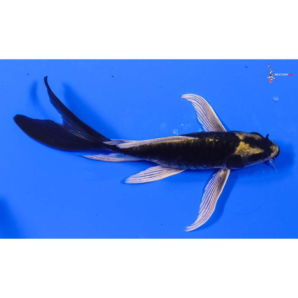 6” Imported Armor Scaled Kin Kikokuryu Butterfly Koi