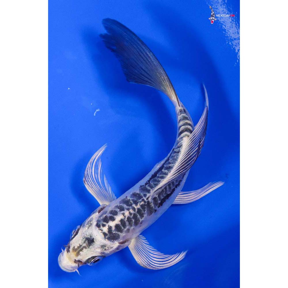 5” Imported Doitsu Gin Matsuba Butterfly Koi