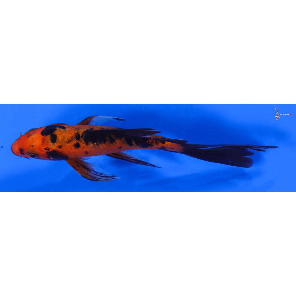 5” Imported Aka Bekko Butterfly Koi