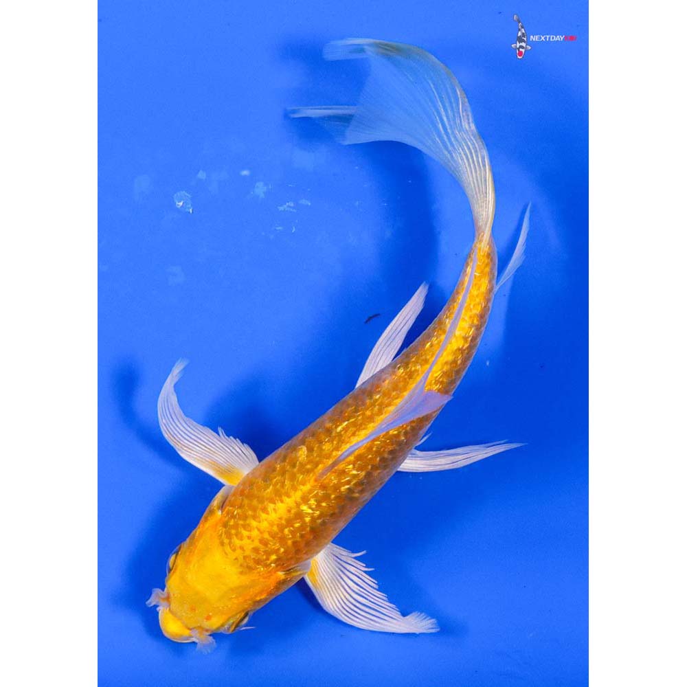 5” Imported Gin Rin Yamabuki Ogon Butterfly Koi