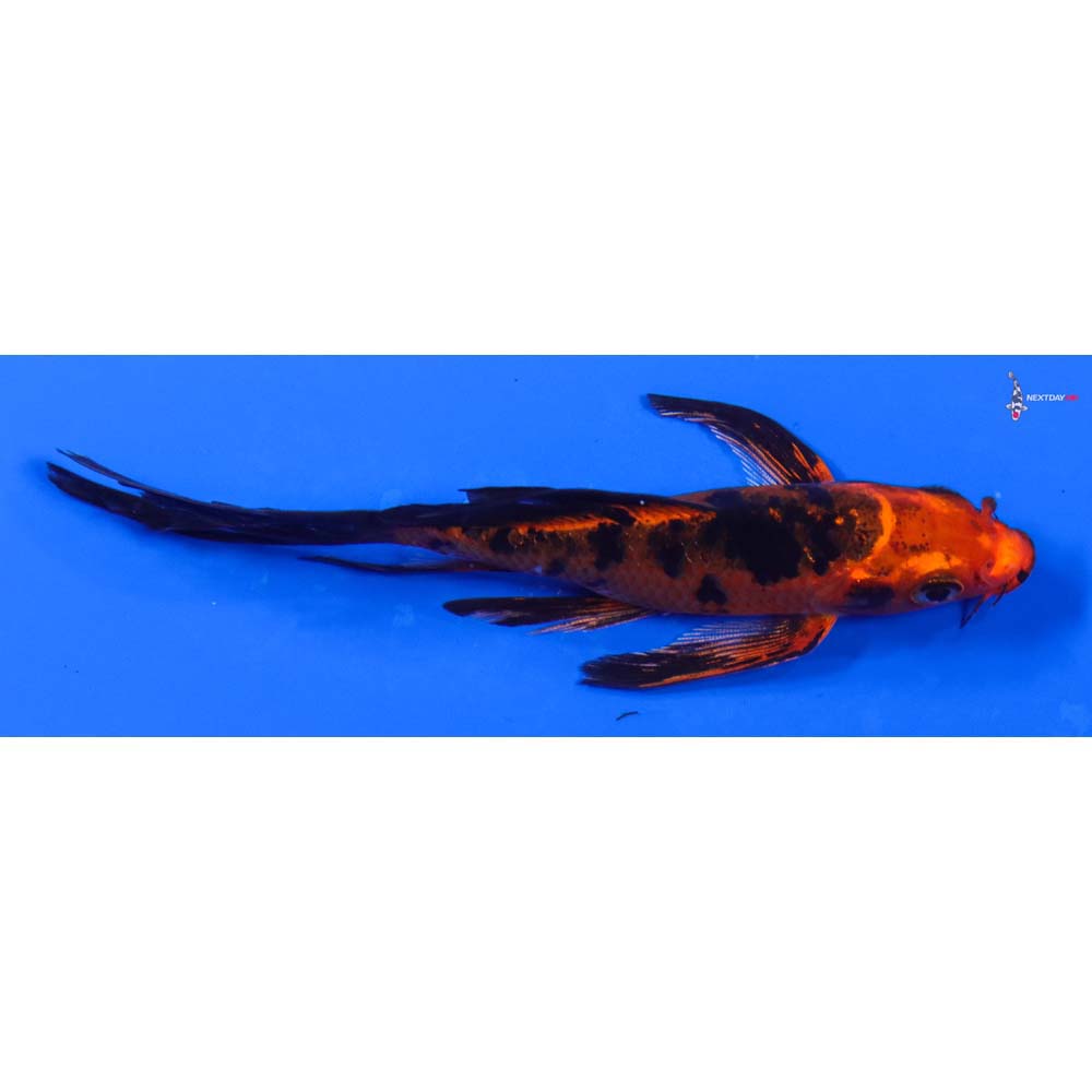 5” Imported Kin Aka Bekko Butterfly Koi