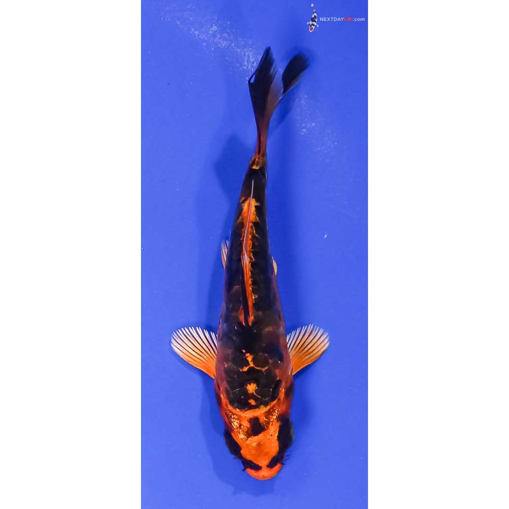 4” Imported Kin Kikokuryu