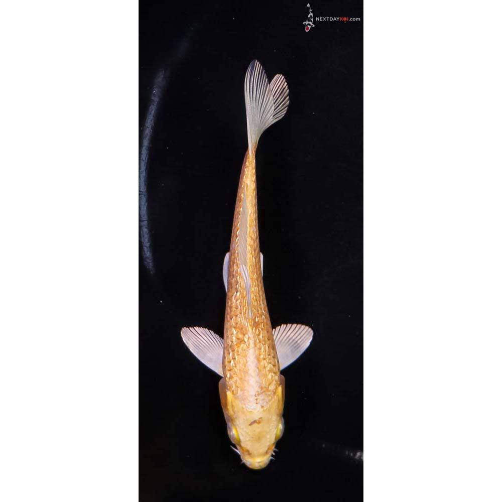4.5” Imported Gin Rin Yamabuki Ogon