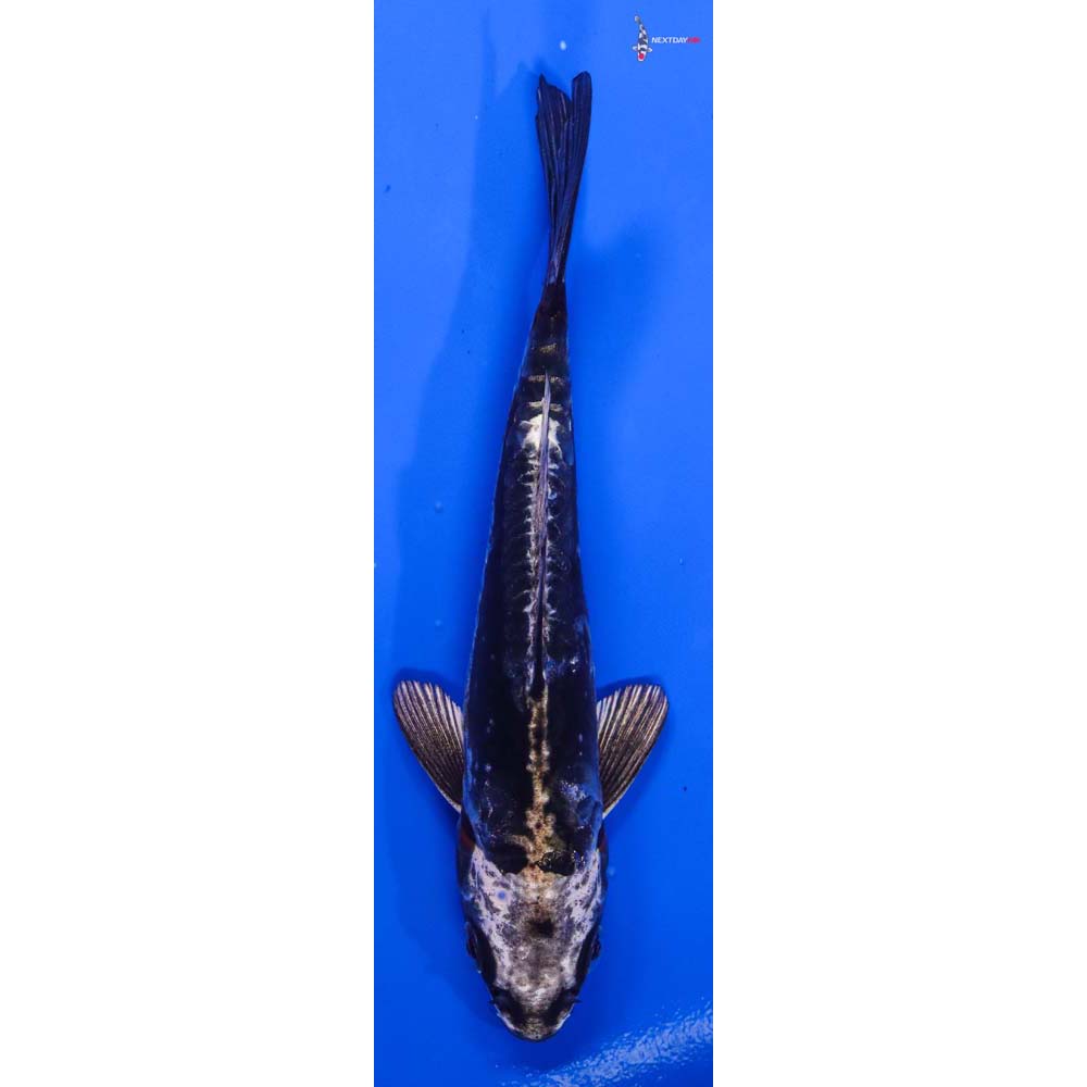 5.5” Imported Kikokuryu