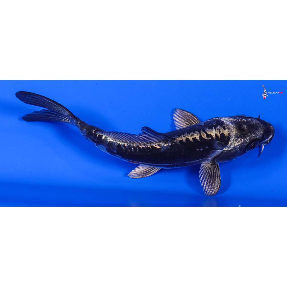5.5” Imported Kikokuryu