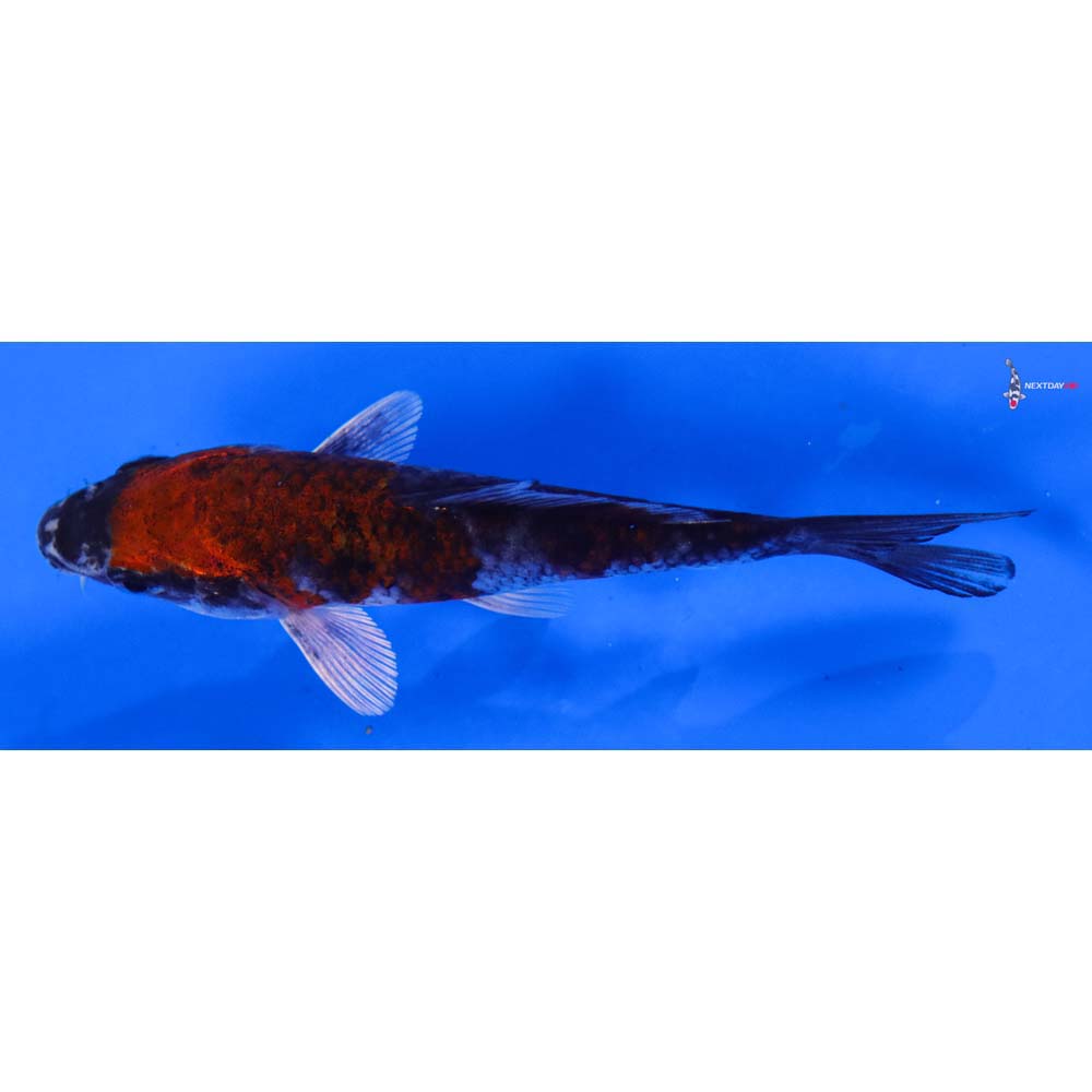 4.5” Imported Gin Goshiki