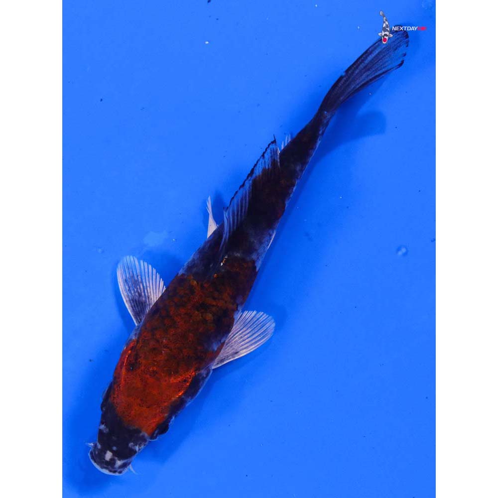 4.5” Imported Gin Goshiki