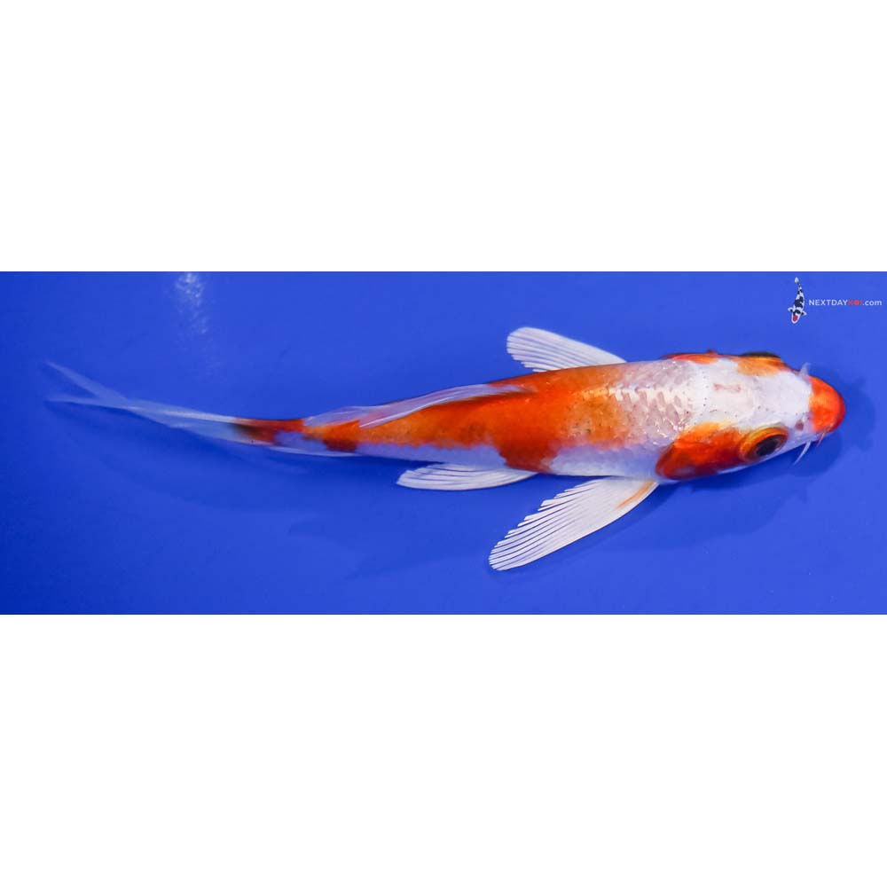 4.5” Imported Hariwake Butterfly Koi