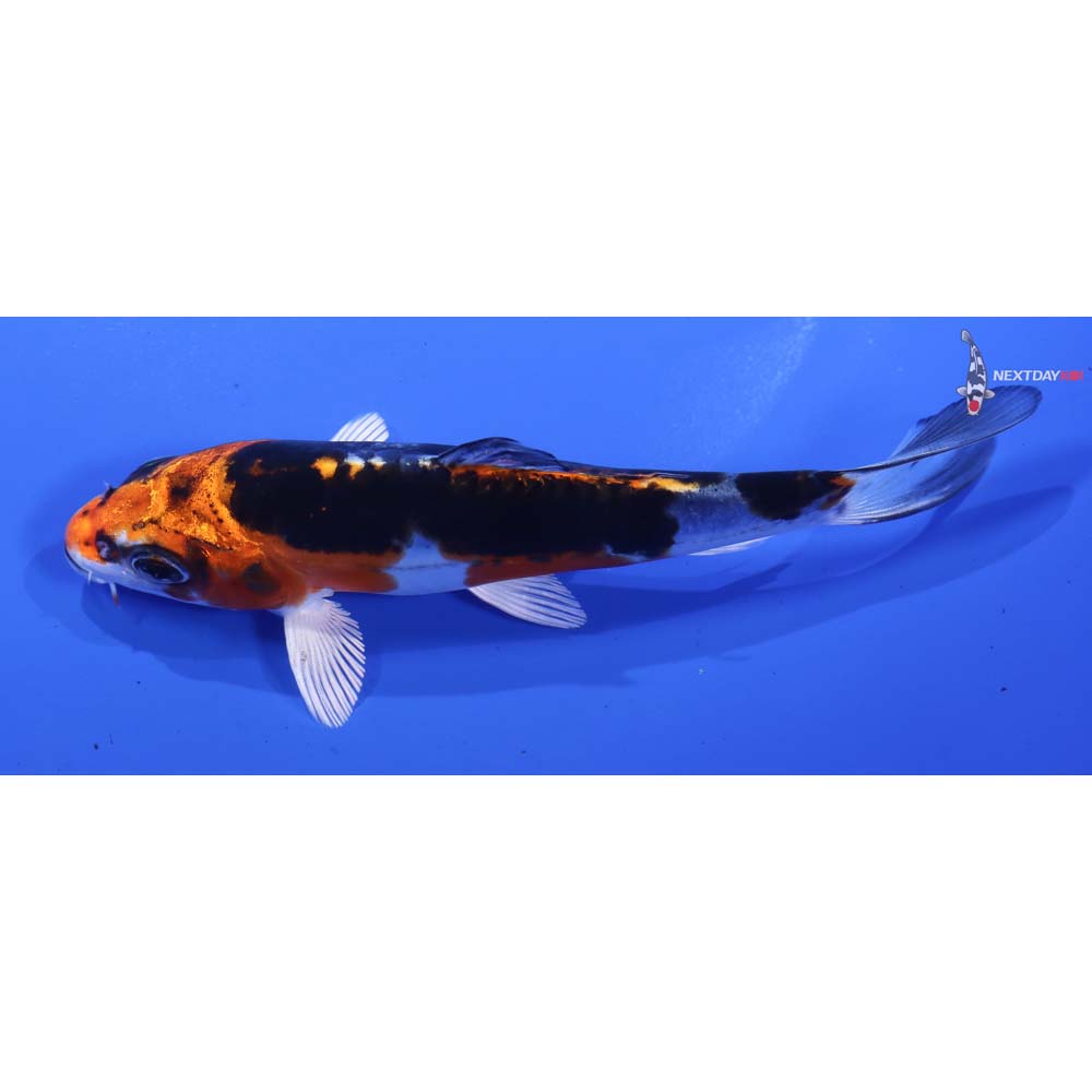4” Imported Kin Kikokuryu