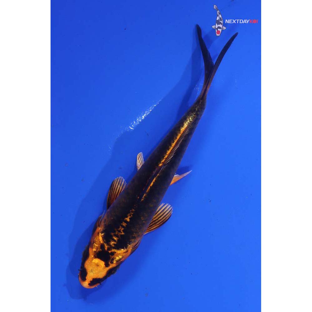 4.5” Imported Orenji Matsuba