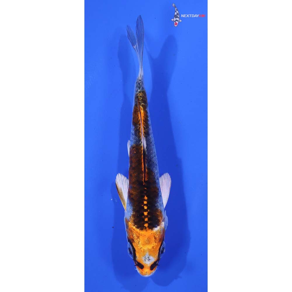 4” Imported Kujaku