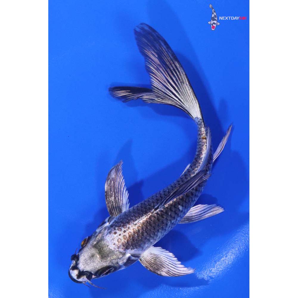 5.5” Imported Gin Matsuba Butterfly Koi