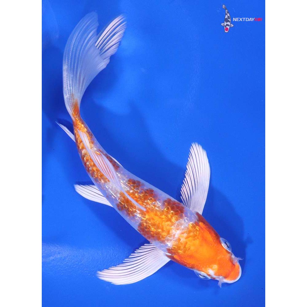 5” Imported Gin Rin Hariwake Butterfly Koi