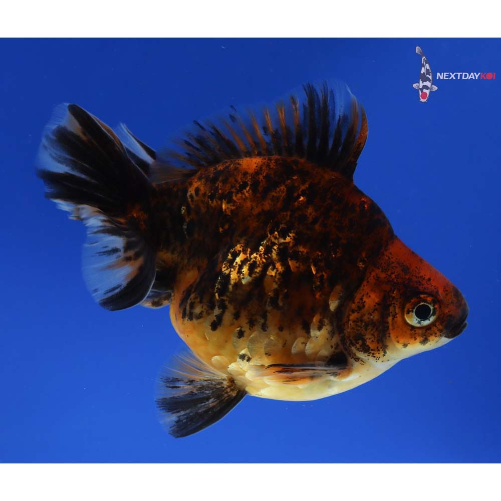 4” Imported Male Calico Ryukin