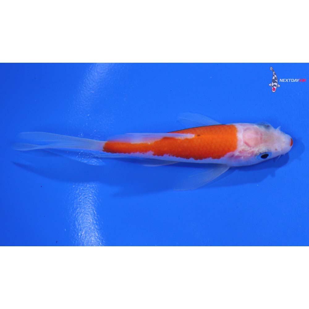 3.5” Imported Kohaku Butterfly Koi