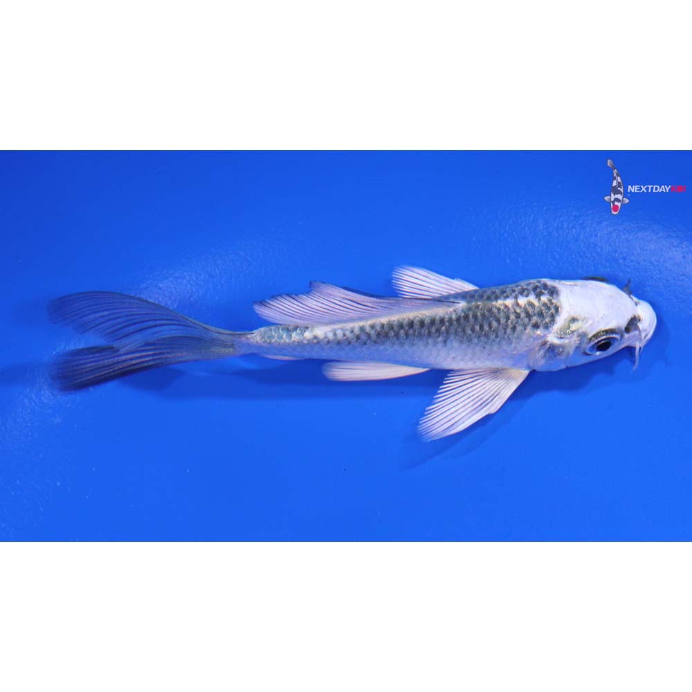 3.5” Imported Gin Matsuba Butterfly Koi