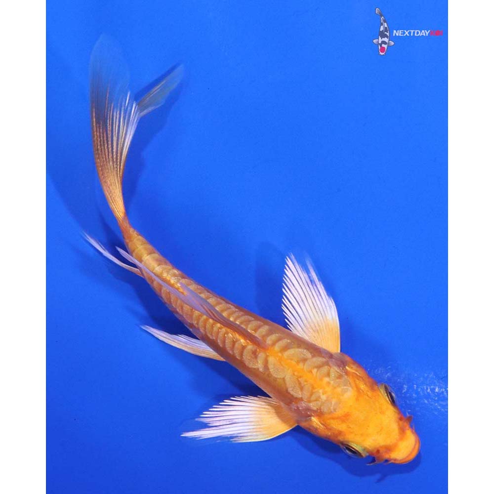 3.5” Imported Doitsu Orenji Ogon Butterfly Koi