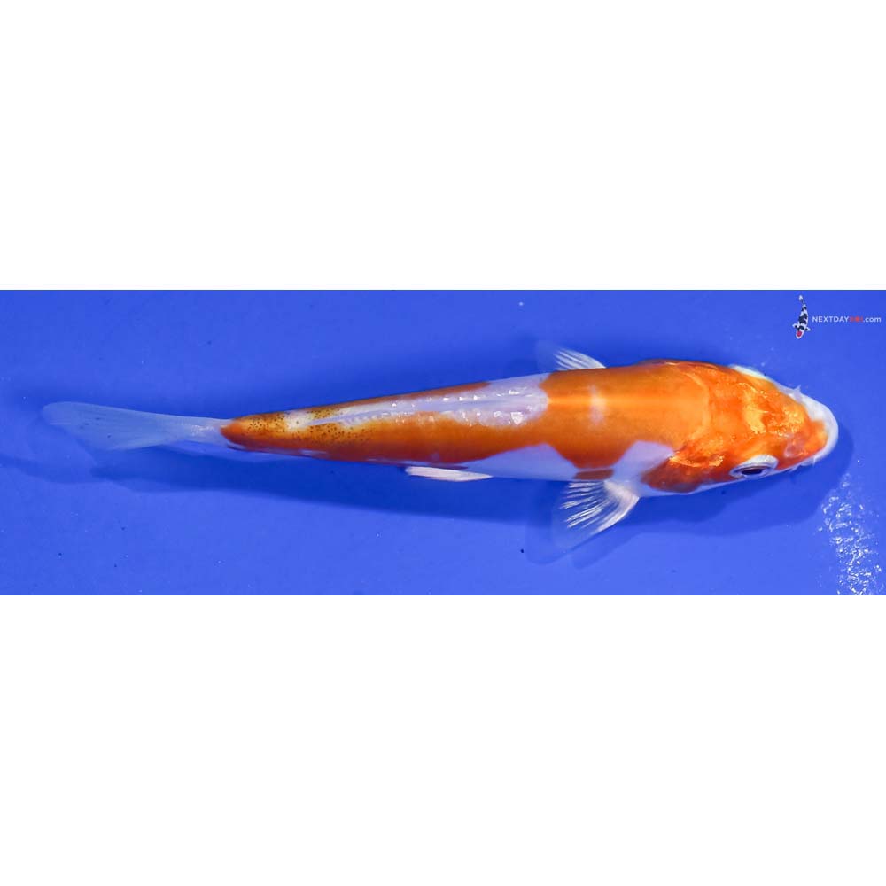4” Imported Kikusui