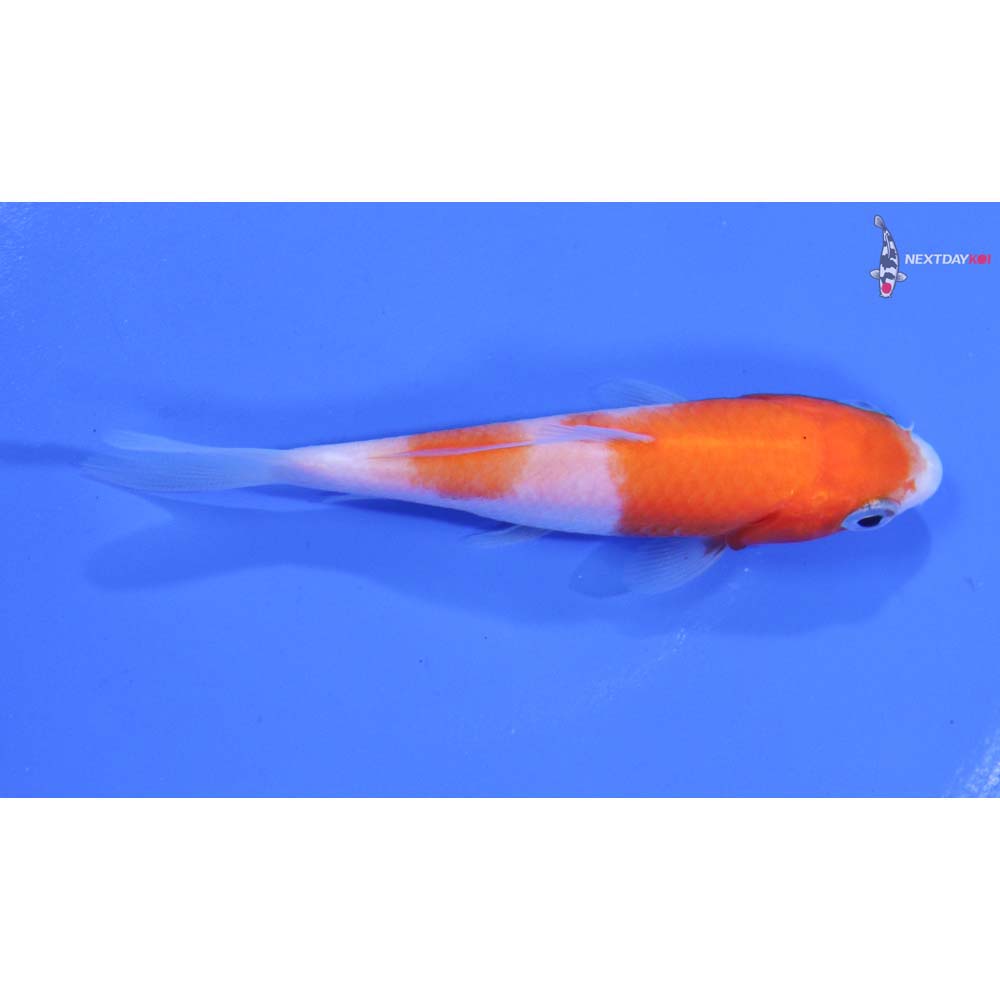3” Imported Kohaku