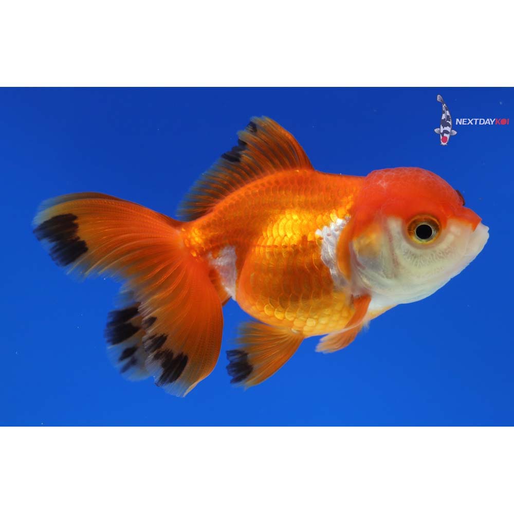 3” Imported Tri Color Oranda