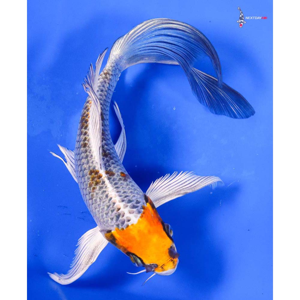 7.5” Imported Kujaku Butterfly Koi