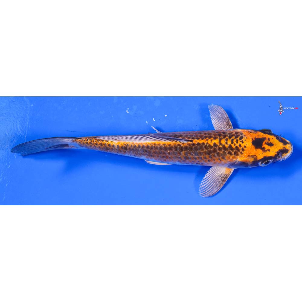 6.5” Imported Kujaku