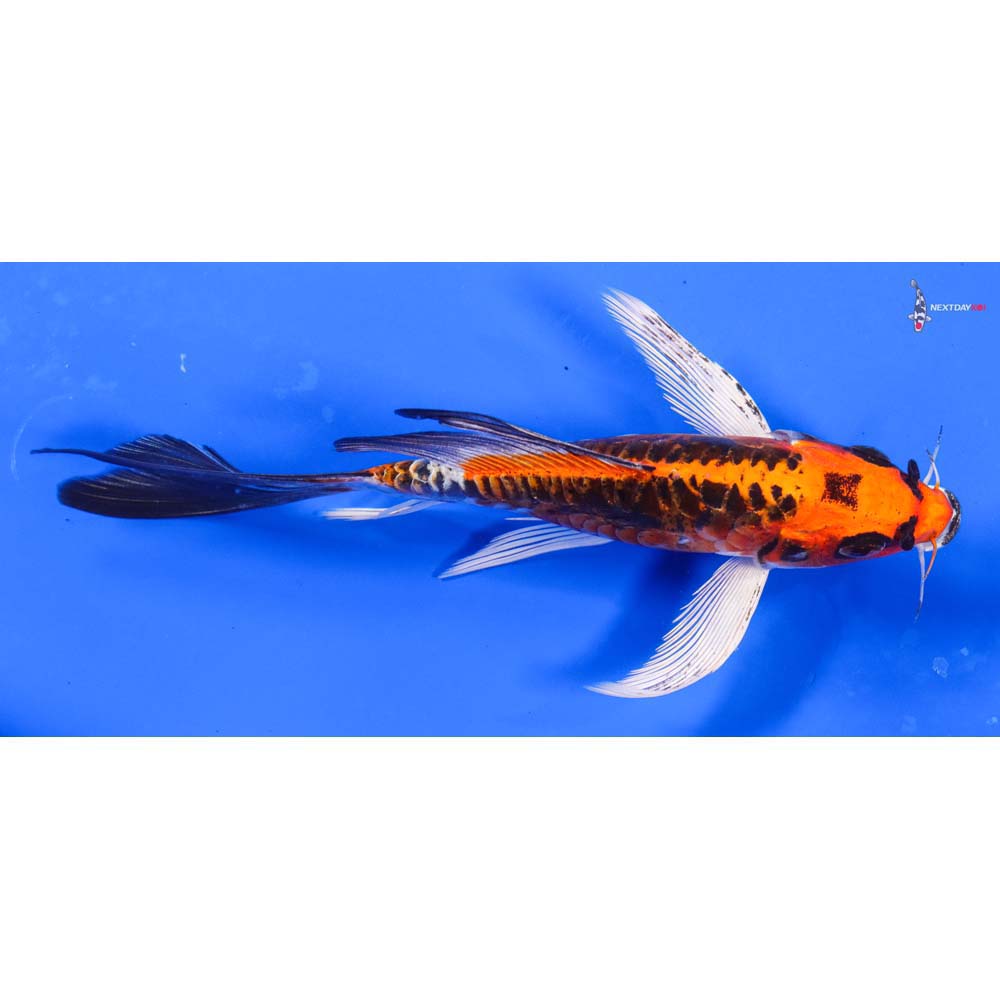 6.5” Imported Doitsu Kujaku Butterfly Koi