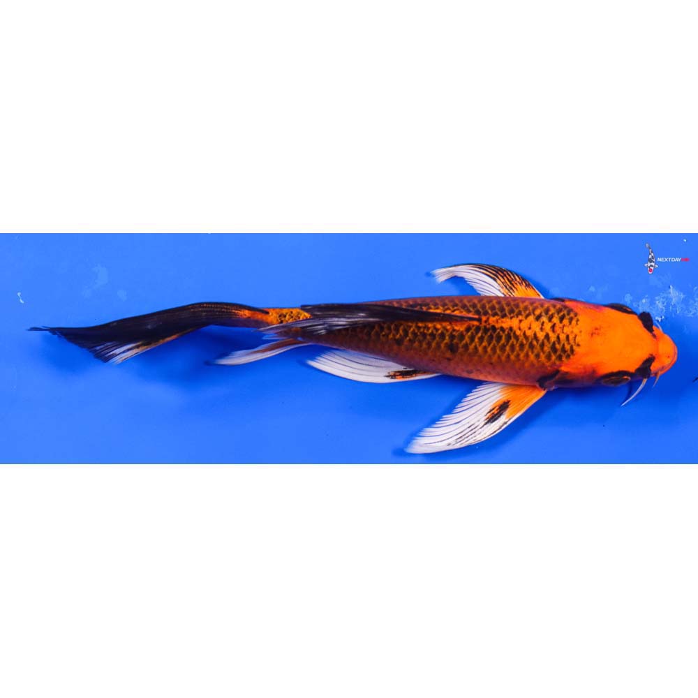 6.5” Imported Orenji Matsuba Butterfly Koi