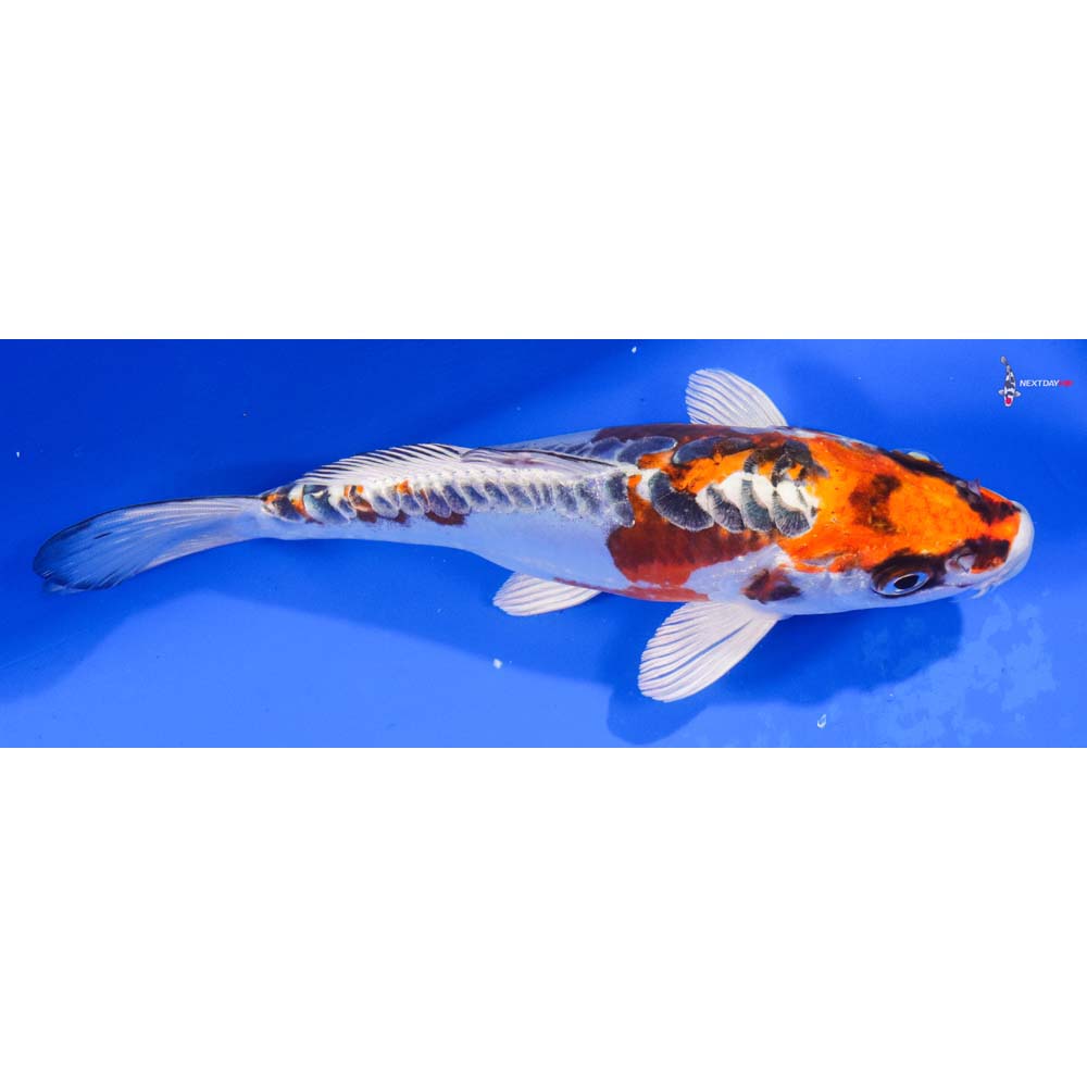 7” Imported Doitsu Kujaku