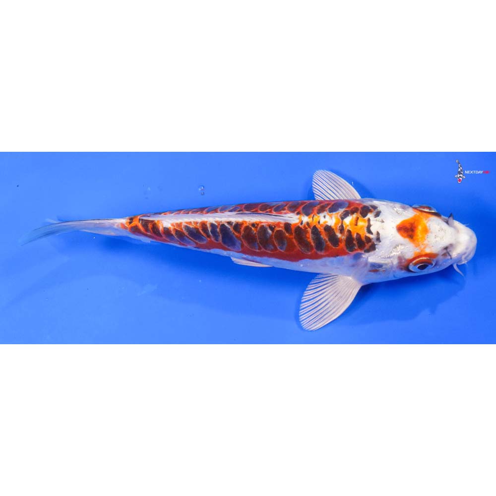 7.5” Imported Doitsu Kujaku