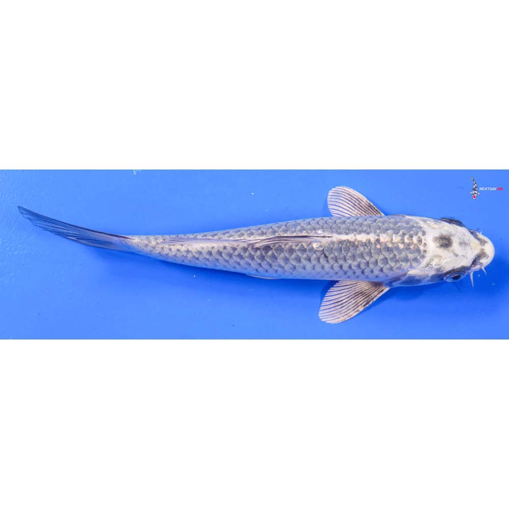 8” Imported Gin Matsuba